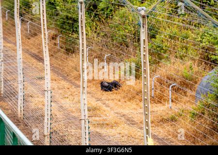 Ansicht eines Schimpansen, der auf trockenem Gras hinter einem Drahtzaun in der Ol Pejeta Conservancy in Nanyuki, Laikipia County, Kenia ruht. Stockfoto