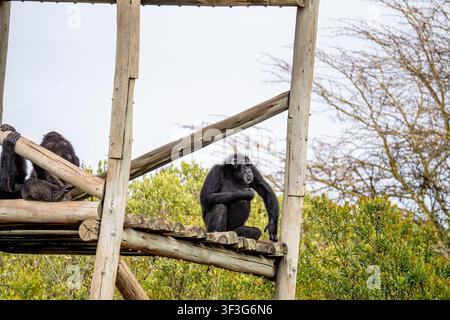 Ansicht von Schimpansen, die auf einer Holzplattform im Ol Pejeta Conservancy in Nanyuki, Laikipia County, Kenia, ruhen. Stockfoto