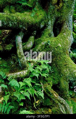 Langer Buchfarn, Thelypyeris phegopteris, Ricketts Glen State Park, Altwald, Luzerne County, Pennsylvania Stockfoto