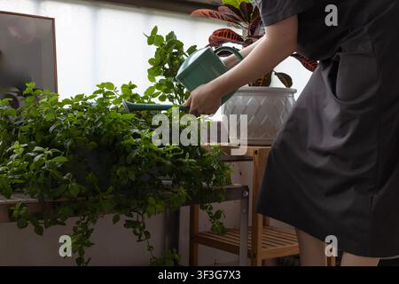 Junge Frau gießt Zimmerpflanzen mit grünem Gießkannchen in einem hellen Zuhause Stockfoto