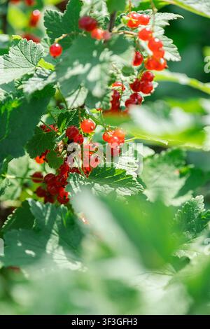Büschel rote Johannisbeere, die im Sommergarten am Strauch wachsen. Frische Bio-Beere hängt an einem Zweig mit grünem Blatt. Obsternte, Landwirtschaft, gesund Stockfoto