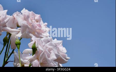Zarte weiß-rosa Rosen erblühen in voller Pracht vor einem weiten, klaren blauen Himmel – fotografiert aus einem niedrigen Winkel, der ihre natürliche Höhe betont Stockfoto