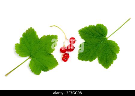 Blätter und Früchte von Rote Beere auf weißem Hintergrund. Grüne Blätter und Rote-Beere-Beeren. Stockfoto