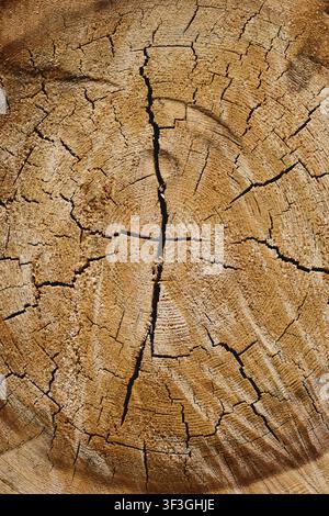 Oberansicht Nahaufnahme einer geschnittenen Baumstammoberfläche, die jährliche Wachstumsringe und tiefe vertikale Risse zeigt. Natürliche braune Holzquerschnittstextur, perfekt Stockfoto