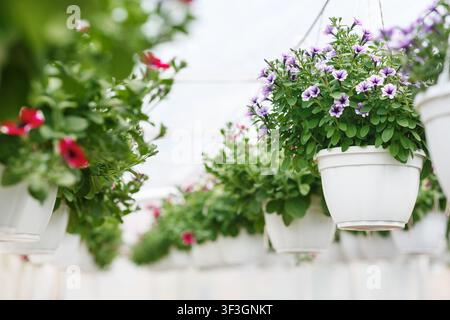 Blumen Gewächshaus bei Tageslicht. Rosa und lila Petunien und Campanulas in weißen Töpfen Stockfoto