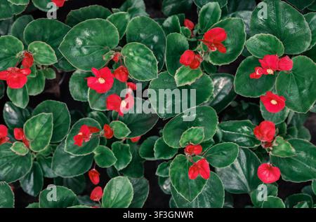 Industrieller Anbau im Gewächshaus. Rote Blüten mit grünen Blättern Stockfoto