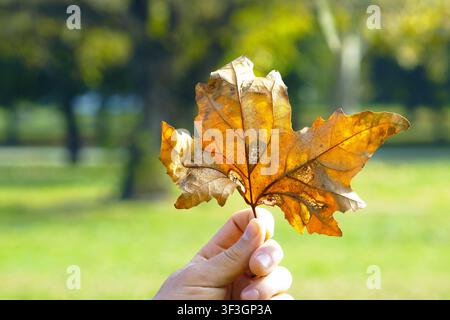 Hand, die ein orangefarbenes Blatt vor einem unscharfen Herbstparkhintergrund hält. Zeigt achtsame Beschäftigung mit der Natur, saisonales Bewusstsein, botanische Wertschätzung. Stockfoto