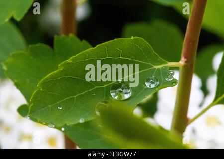Nahaufnahme von frischen Wassertropfen, die nach dem Regen auf einem grünen Blatt in einer natürlichen Außenumgebung ruhen. Stockfoto