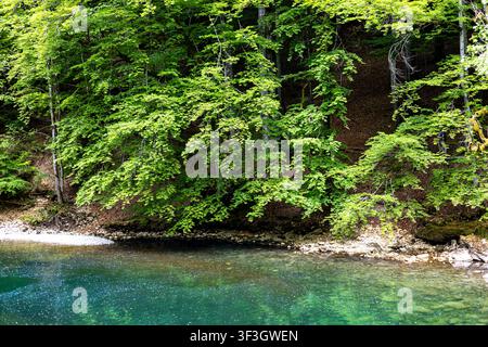 Kristallklares türkisblaues Wasser fließt durch die Areuse-Schlucht unter üppigen grünen Bäumen in Neuchâtel, Schweiz. Stockfoto