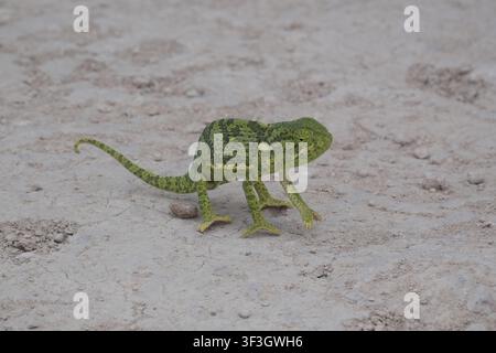 Eine Nahaufnahme eines grünen Chamäleons mit charakteristischer schuppiger Textur und gekrümmtem Schwanz, das über trockene, rissige Erde im Etosha-Nationalpark, Namibia, läuft Stockfoto
