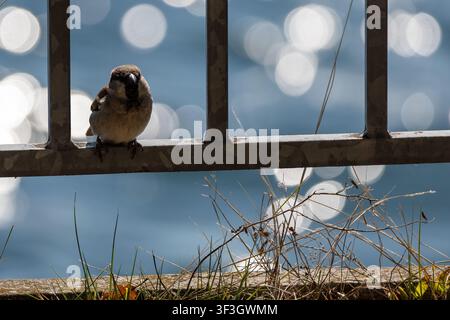 Haussperling, der auf einem Holzgeländer sitzt, mit hellen kreisförmigen Reflexionen im Hintergrund. Stockfoto