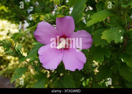 schöne blühende Hibiskusblüte mit rosa Blütenblättern. Blumen im Garten im Hochsommer Stockfoto