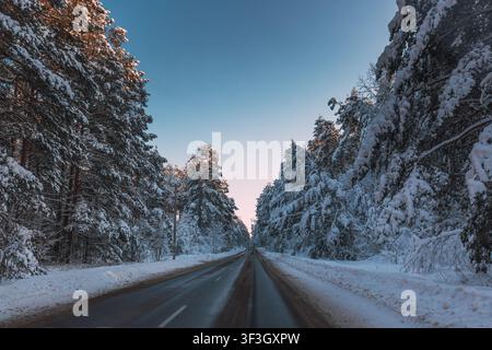 Gerade verschneite Straße durch einen majestätischen Kiefernwald im Winter. Stockfoto