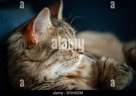 Nahaufnahme des Profils einer braunen getigerten Katze, die im warmen Sonnenlicht ruht und in die Ferne blickt vor einem dunklen Hintergrund Stockfoto