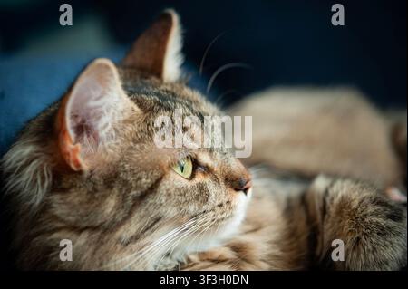 Nahaufnahme des Profils einer braunen getigerten Katze, die im warmen Sonnenlicht ruht und in die Ferne blickt vor einem dunklen Hintergrund Stockfoto