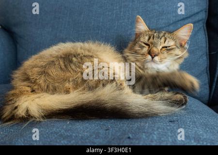 Brauner getigerter Kater schläft zusammengerollt auf einem blauen Stoffsofa, eine friedliche Haustierszene mit entspannten Pfoten und sanftem natürlichem Licht Stockfoto
