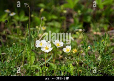 Fragaria vesca L. Wildstrawberryblüten blühen zwischen frischer Frühlingswiesevegetation. Botanische Nahaufnahme der essbaren Walderdbeere. Stockfoto
