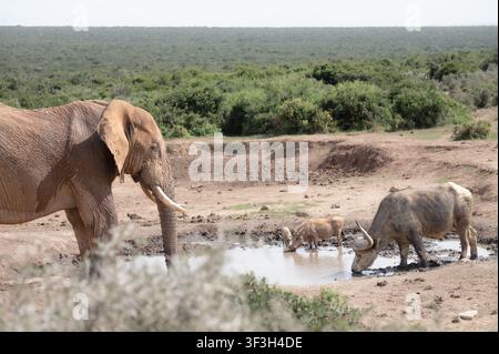 Ein afrikanischer Elefant mit Elfenbeinzähnen nähert sich einem schlammigen Wasserloch, an dem ein Kap-Buffel und ein Warzenschwein trinken, vor dem Hintergrund eines dichten Afrikas Stockfoto