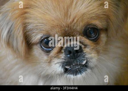 Pekingese-Hund sitzt im Freien auf Gras Stockfoto