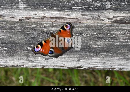 Europäischer Pfauenfalter ruht mit geöffneten gemusterten Flügeln auf verwittertem Holz Stockfoto