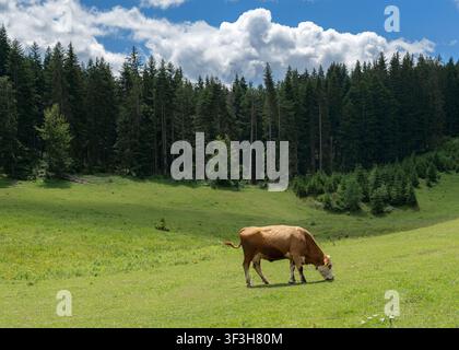 Braune und weiße Kuh, die auf einer grünen Almwiese vor einem Fichtenwald unter einem blauen Sommerhimmel grast Stockfoto