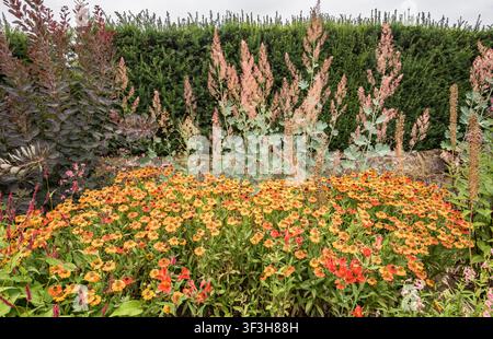 Lebendiges Blumenbeet mit einem dichten Büschel leuchtend orangefarbener und rot-gelber farbigter kissenblumenähnlicher Blüten, wie Helenium (Nieswurz). Stockfoto