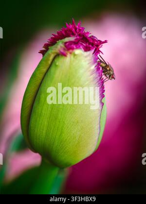 Detaillierte Makroaufnahme einer Fliege, die auf dem lebhaft magentafarbenen Saum eines grünen Tulpenknospen gegen einen weichen rosa Hintergrund ruht. Stockfoto