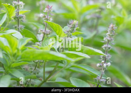 Ocimum americanum Graubasilikum Pflanze in voller Blüte mit mehreren lila Blütenständen zwischen grünen Blättern, Nahaufnahme Kräutergarten Stockfoto