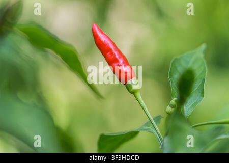 Einzelne reife rote Bird's-Eye-Chili auf einem Pflanzenstiel mit grünen Blättern und weichem verschwommenem Hintergrund Stockfoto