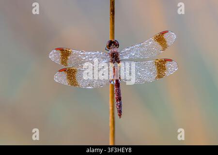 Ein Banded Darter (Sympetrum pedemontanum) klammert sich an einen Schilfstängel an der Ruiner Aa, Drenthe, Niederlande, die Flügel sind mit Morgentautropfen bedeckt. Symmetrischer Dor Stockfoto