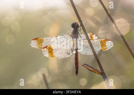 Ein Banded Darter (Sympetrum pedemontanum) klammert sich an einen Schilfstängel an der Ruiner Aa, Drenthe, Niederlande, die Flügel sind mit Morgentautropfen bedeckt. Symmetrischer Dor Stockfoto