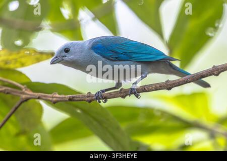 Thraupis episcopus ist ein mittelgroßer südamerikanischer singvogel aus der Familie der Tanager. Naturszene in Zentralamerika Stockfoto