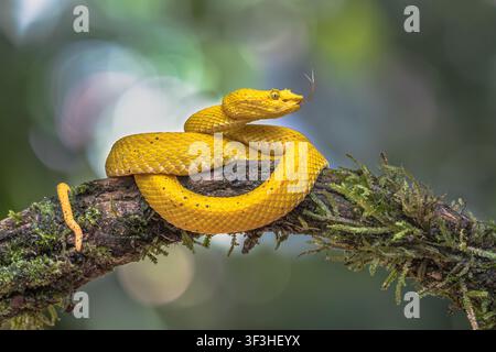 Gelbe Wimpernvip (Bothriechis schlegelii) ist eine Art der giftigen Grubenviper in der Familie der Viperidae. Wildtierszene der Natur in Mittelamerika Stockfoto