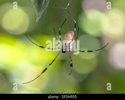 Trichonephila clavipes (früher bekannt als Nephila clavipes), allgemein bekannt als Goldseiden-Rundwebspinne, Goldseidenspinner, Gold-Rundwebspinne Stockfoto