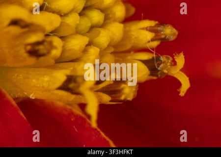 Buntes Blumenbeet im Siegener Schlossgarten in äußerster Nähe Stockfoto