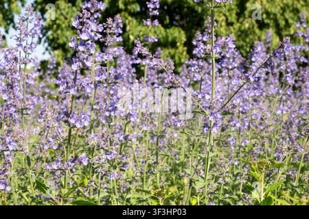 Horizontale Nahaufnahme von blühendem purpurfarbenem Katzenminze mit einer Honigbiene, die die Blüten bestäubt, vor einem unscharfen grünen Baumhintergrund. Ideal für Natur Stockfoto