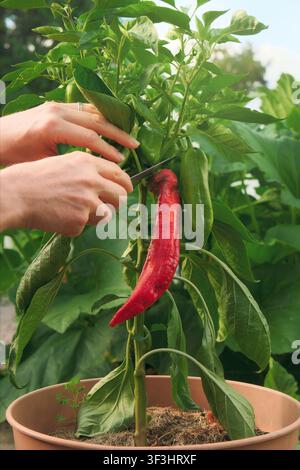 Gartenarbeit und Ernte von selbst gezogenen roten Paprikaschoten aus einem Topf im Bio-Garten. Nahaufnahme von Händen, die Gemüse schneiden. Stockfoto