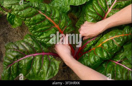 Hände von jemandem, der im Garten arbeitet und prächtige Regenbogen-Mangoldblätter von der Pflanze in einem Bio-Gemüsegarten mit fruchtbarem Boden erntet. Stockfoto