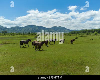 Wildpferde grasen frei auf leuchtend grünem Gras in einer weiten Wiese unter einem blauen Himmel, mit üppigen Bergen und Wolken, die eine malerische ländliche Landschaft bilden Stockfoto