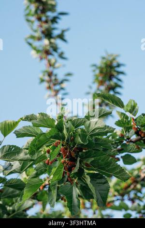 Nahaufnahme von reifen und reifenden Maulbeeren, die an einem Ast mit üppigen grünen Blättern vor einem klaren blauen Himmel wachsen. Frische Bio-Beeren im natürlichen Sonnenlicht, perfekt für die Sommerernte, gesunde Ernährung, Gartenarbeit und Landwirtschaftskonzepte. Stockfoto