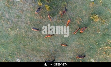 Luftbild von Pferden, die im Naturschutzgebiet Zasavica, Vojvodina, Serbien, grasen. Stockfoto