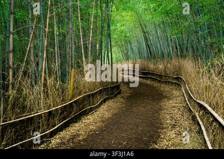 Pfad durch einen Bambuwald, umgeben von üppigem grünem Bambus in Japan Stockfoto