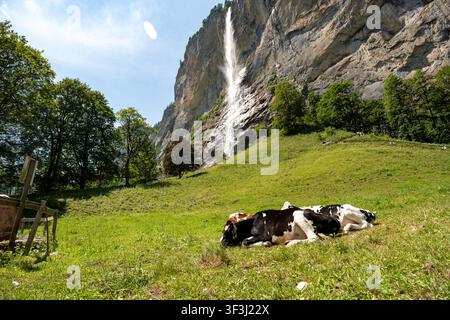 Lauterbrunnen, Schweiz – 26. Juni 2026: Idyllische Sommerlandschaft mit schwarzweißen Milchkühen, die in einer sonnenbeschienenen grünen Wiese ruhen. Das ikonische Stockfoto