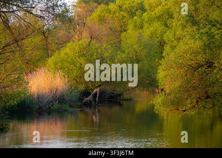 Ruhiger Fluss, der durch einen üppigen grünen Wald fließt, der während des Sonnenuntergangs von warmem goldenem Sonnenlicht beleuchtet wird. Stockfoto