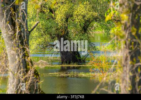 Alter Weidenbaum, der in den Frühlingshochwassern versunken ist, mit grünem Laub, eingerahmt von natürlichen Baumstämmen und Ästen in einer ruhigen Feuchtgebietslandschaft. Stockfoto