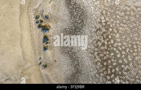 Luftbild einer abstrakten Salzkrustentransition und Mineraltexturen mit kreisförmigen Mustern und spärlicher Vegetation in Frankreich. Stockfoto