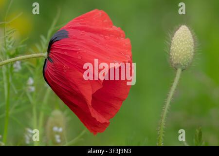 Nahaufnahme einer leuchtend roten Mohnblume, die mit winzigen Regentropfen bedeckt ist, neben einer noch geschlossenen Knospe auf einer grünen Wiese. Stockfoto