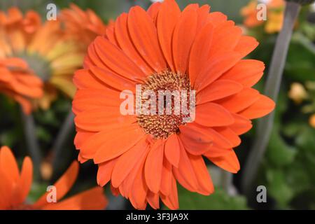 Ein leuchtend orangefarbener Gerbera-Gänseblümchen, eine Blütepflanze, die für ihre großen, farbenfrohen Blüten und ihr gänseblümchenähnliches Aussehen bekannt ist, in Manhattan, New York. Stockfoto