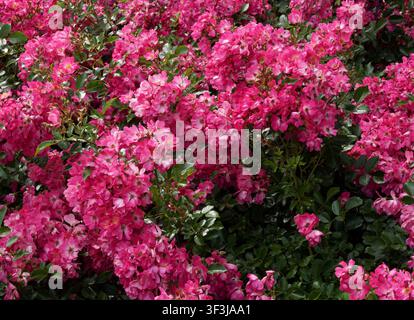 Wand aus rosa Rosen, kann als Hintergrund verwendet werden Stockfoto