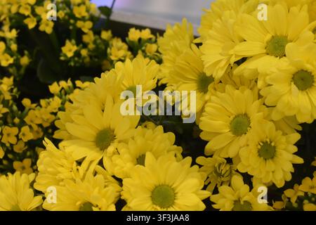 Gelbe Chrysanthemenblüten, die oft in Topfaranements oder Sträußen zu finden sind, in Manhattan, New York City, USA. Stockfoto